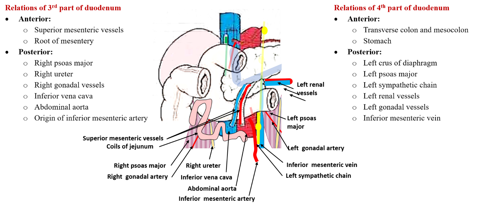 relatioms of third and fourth parts of duodenum