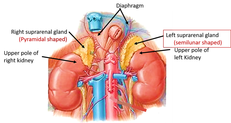 location of adrenal glands