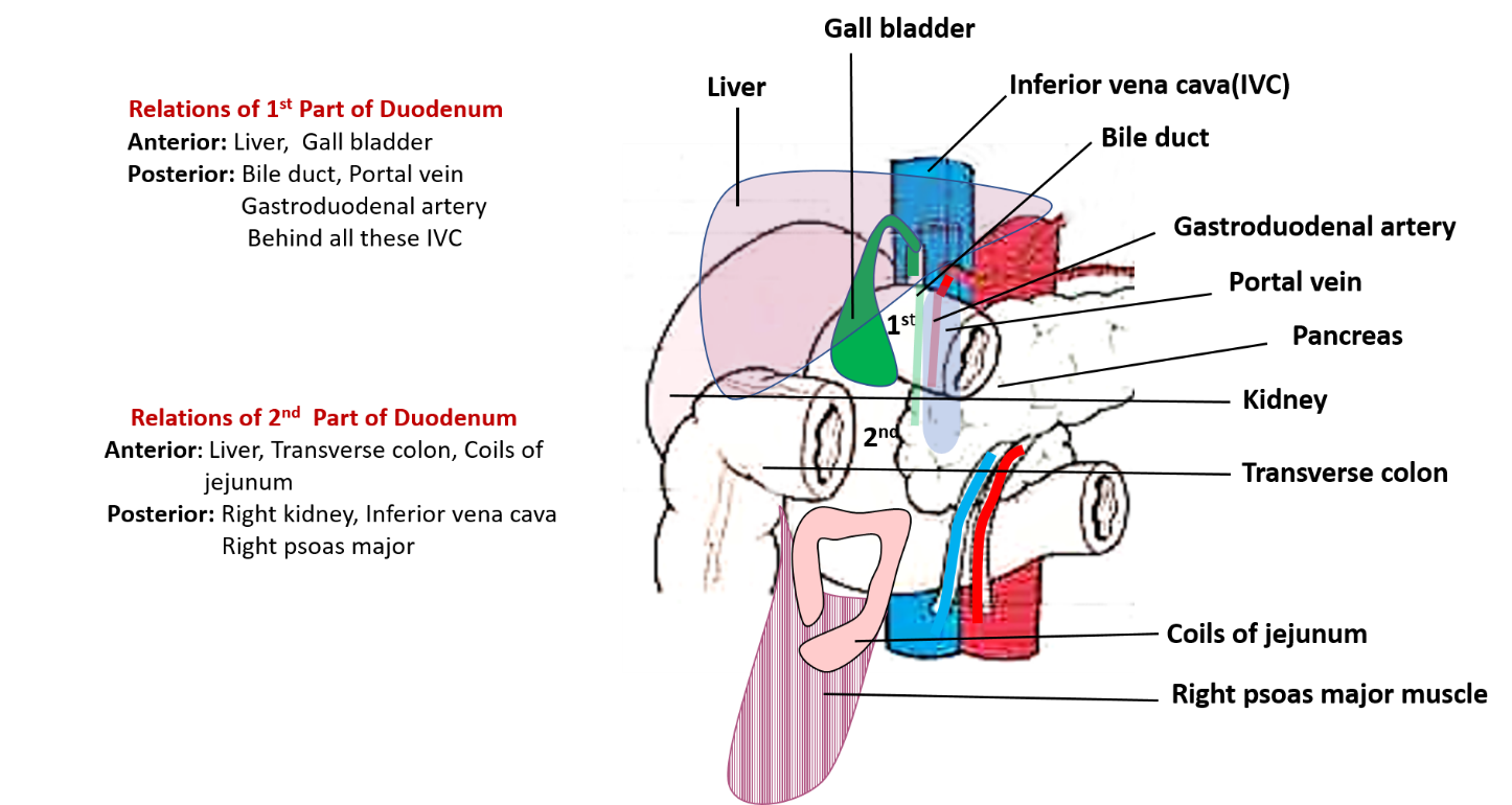 relations of first and second parts of duodenum