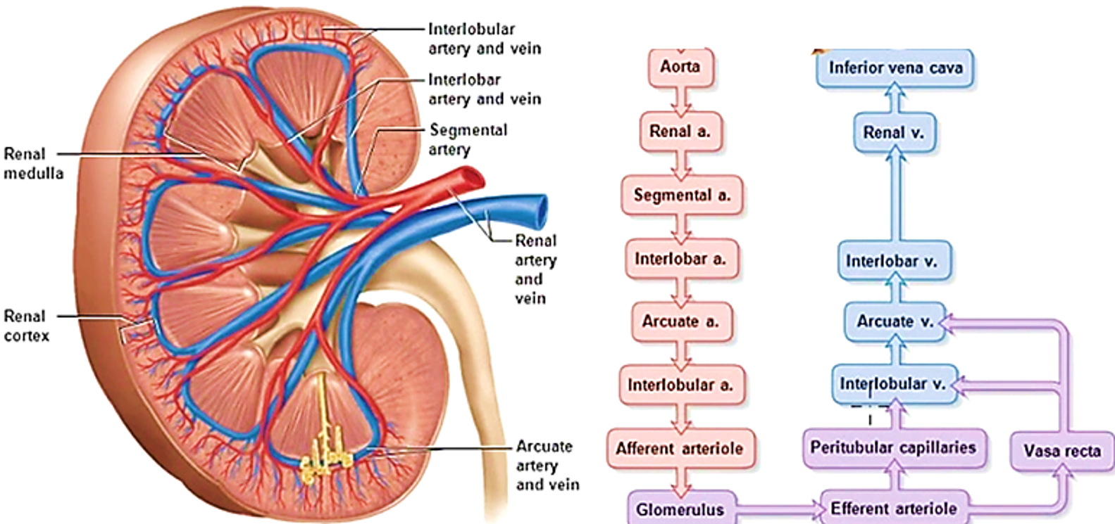 blood supply of kidneys
