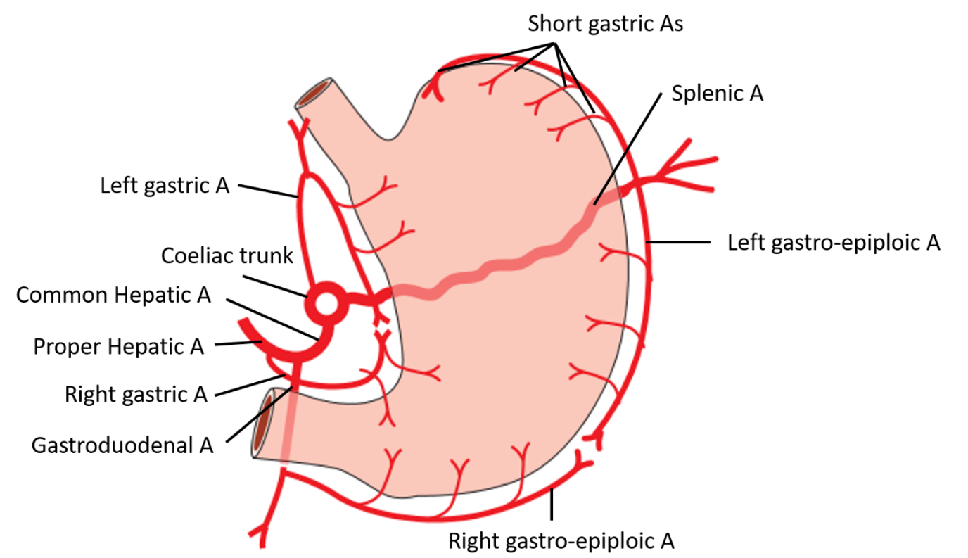 Arterial supply of stomach