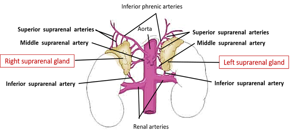 arterial supply of adrenal glands