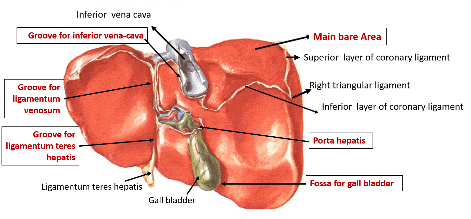 liver - bare areas