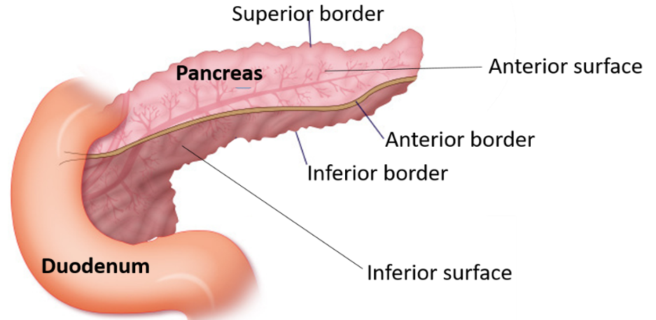 pancreas -borders and surfaces