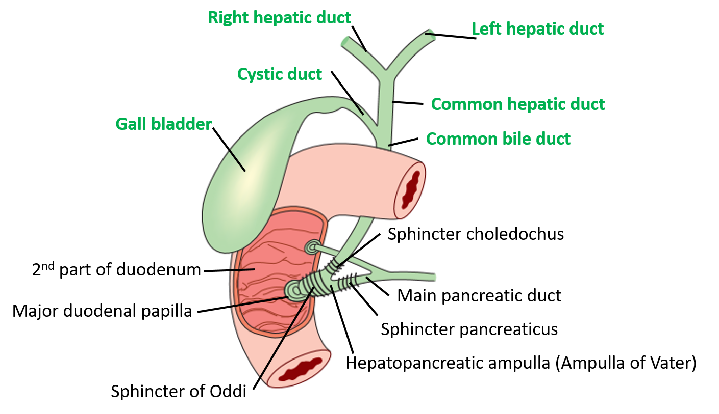 Extrahepatic biliary apparatus