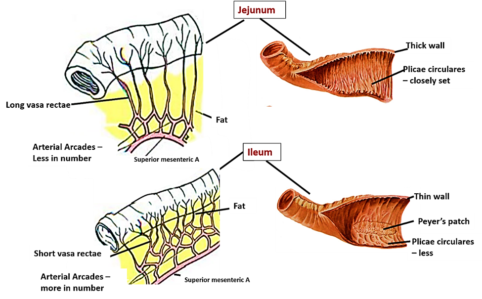 jejunum and ileum differences