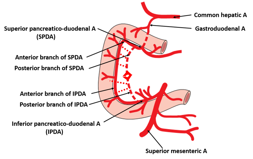 Arterial supply of duodenum