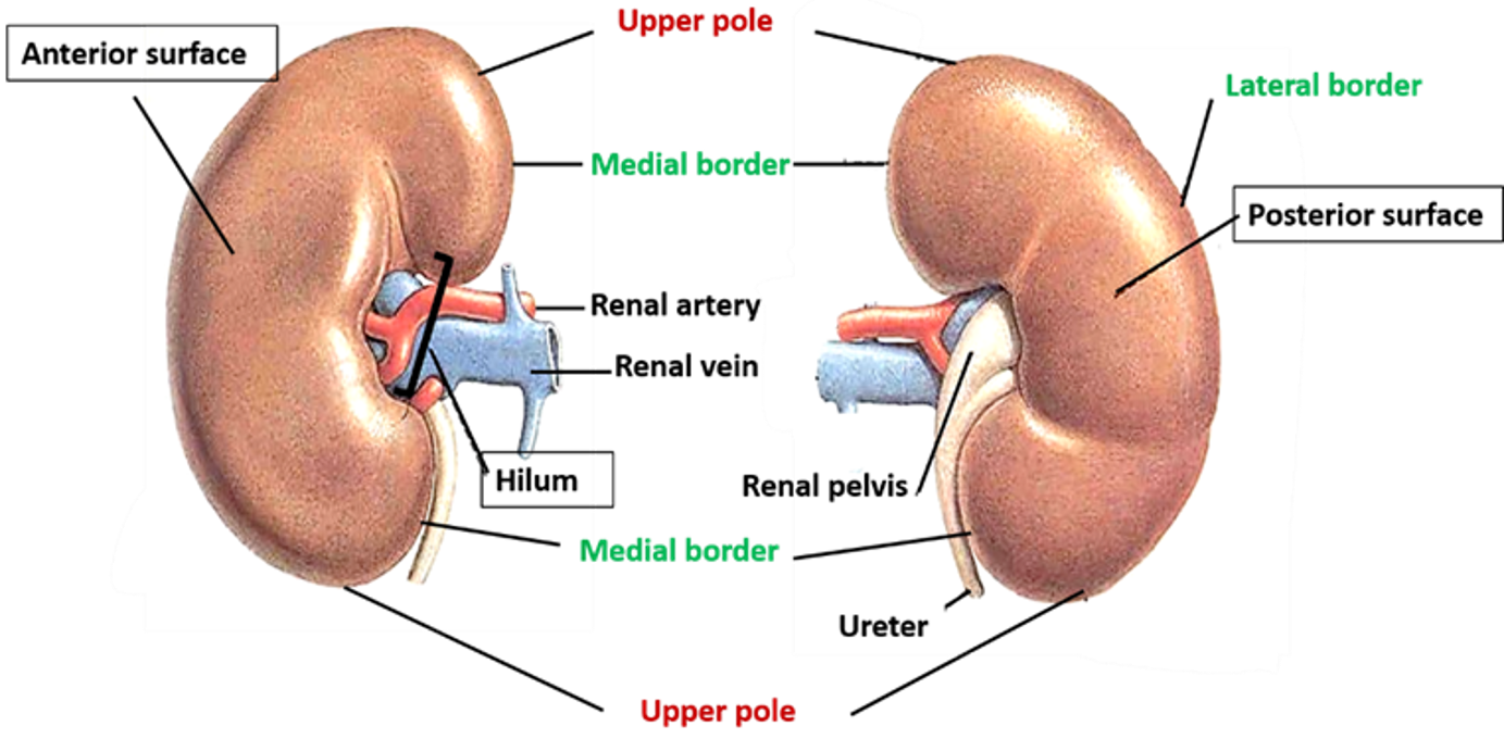 kidneys- surfaces and borders