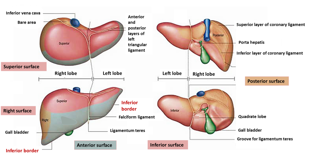Liver-gross features