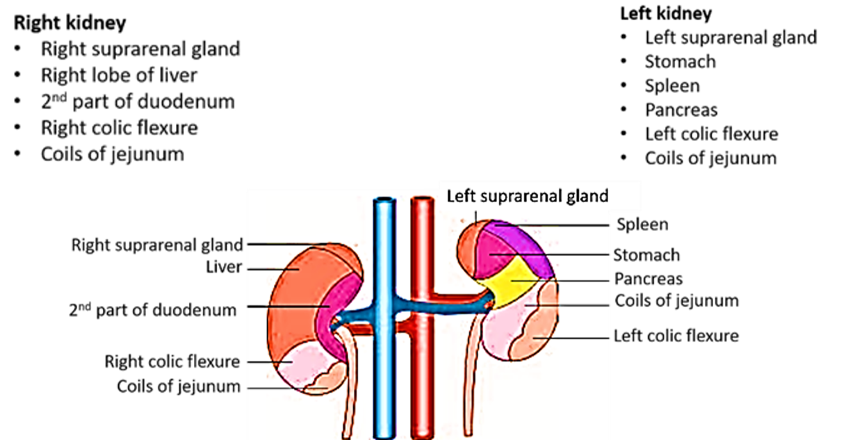 anterior relations of kidneys