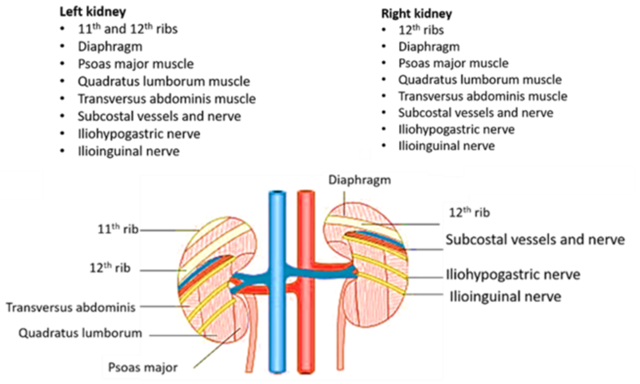 posterior relations of kidneys