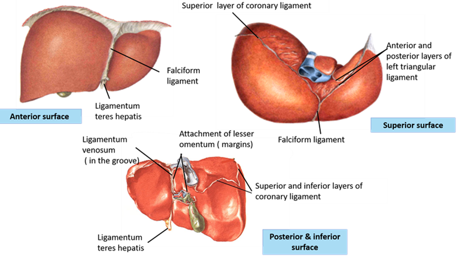 liver - peritoneal folds and ligaments