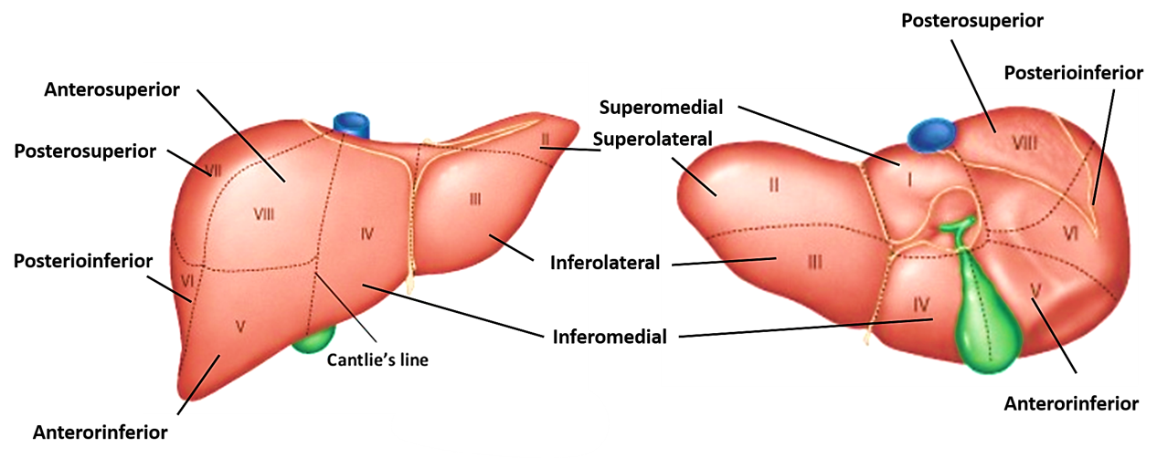 segments of liver