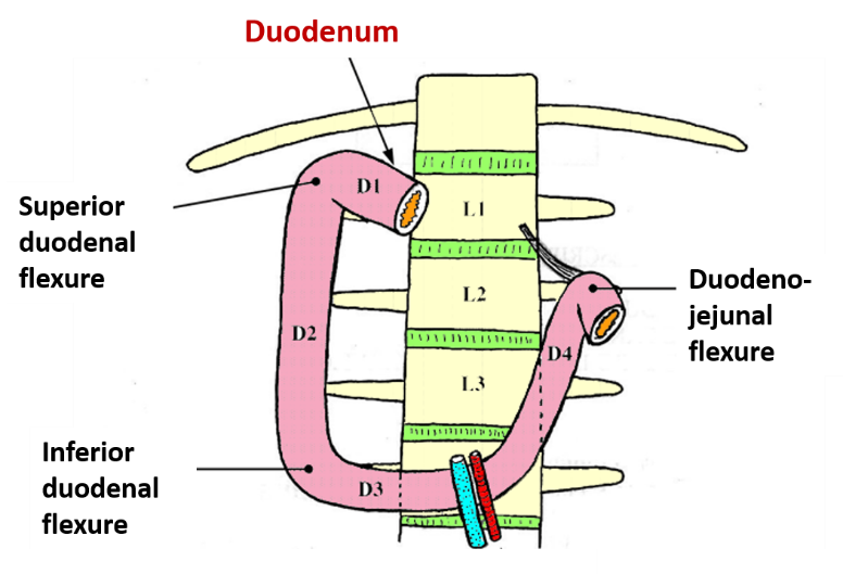 Duodenum , Parts, relations, arterial supply, annular pancreas , Anatomy QA