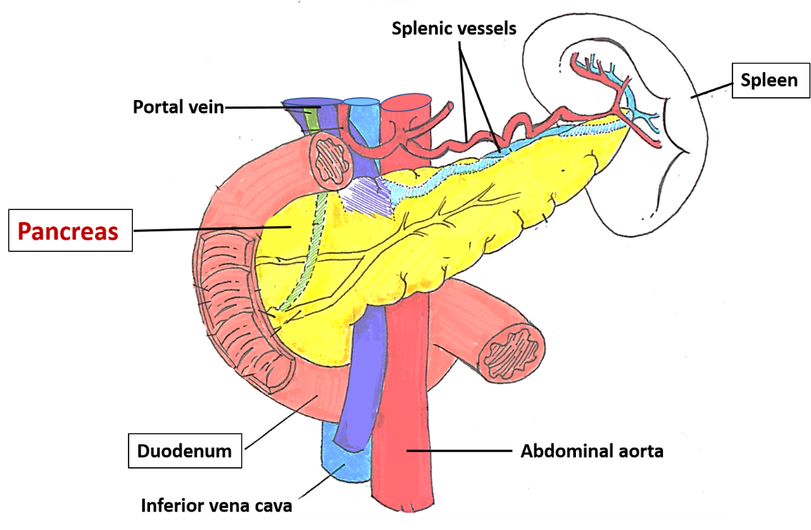Pancreas , parts, relations, ducts, arterial supply and applied