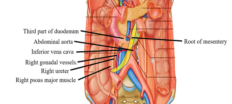 mesentery and structures crossed by it