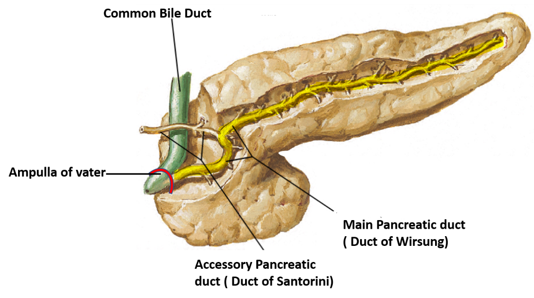 Ducts of pancreas