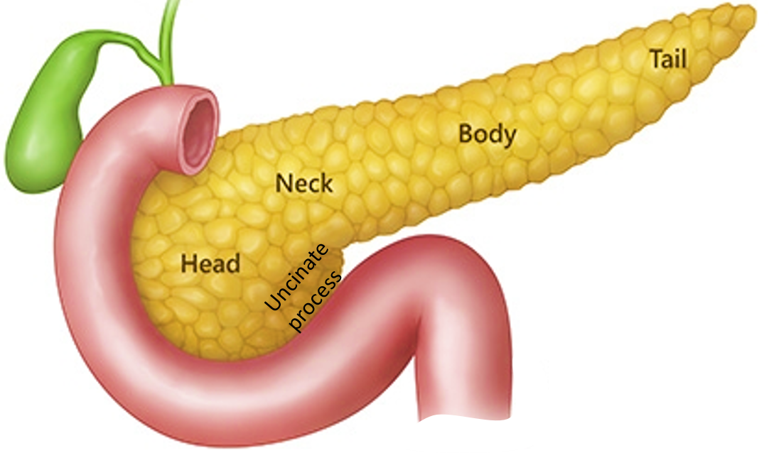 Pancreas -parts
