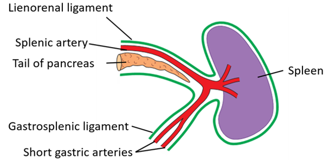 Gastrosplenic and lienorenal ligaments