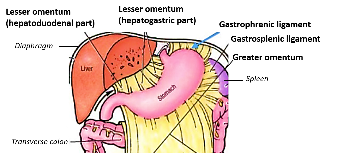 peritoneal folds atattched to lesser and greater curvature of stomach