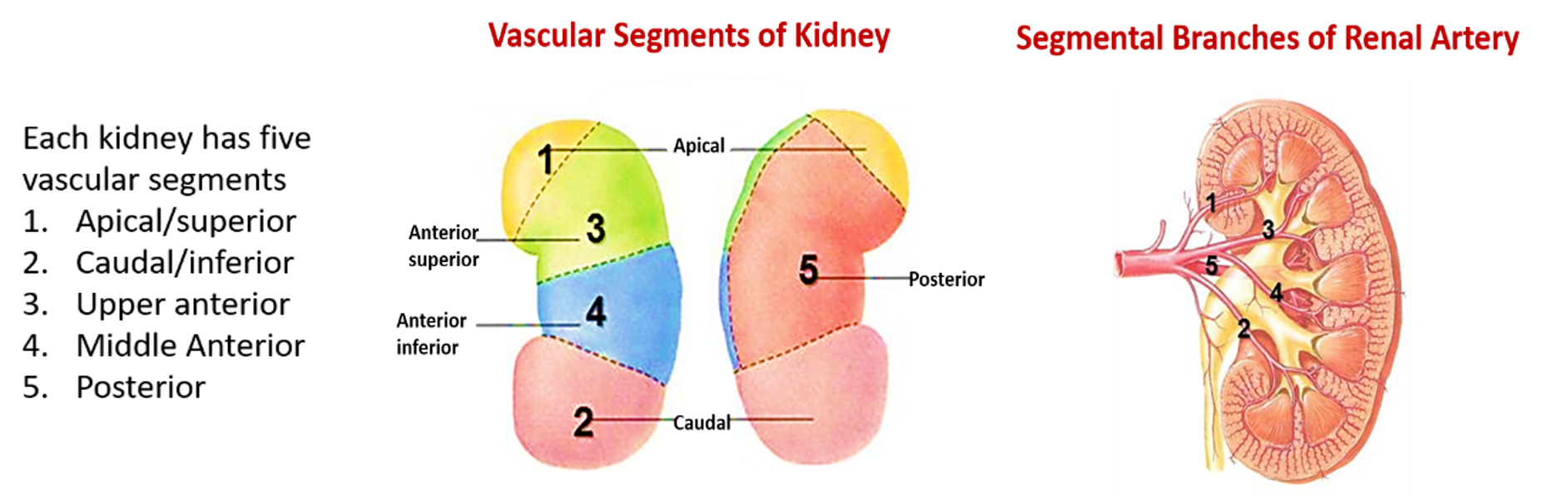 kidney - segments