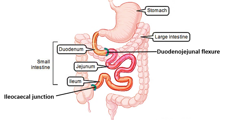 Jejunum And Ileum Anatomy QA Jejunum And Ileum Anatomy QA