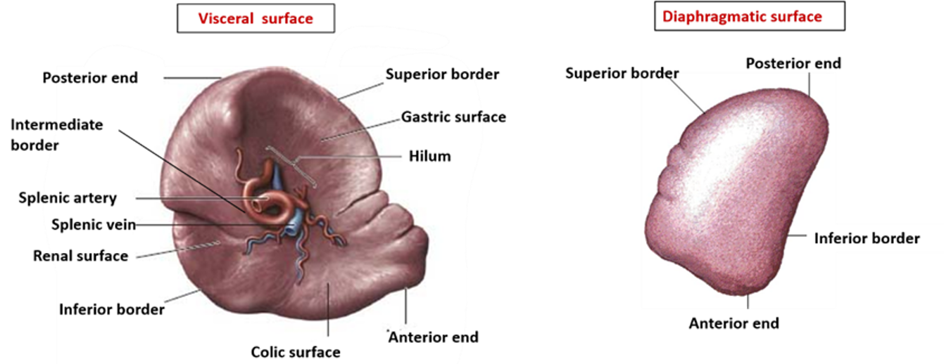 gross features of spleen