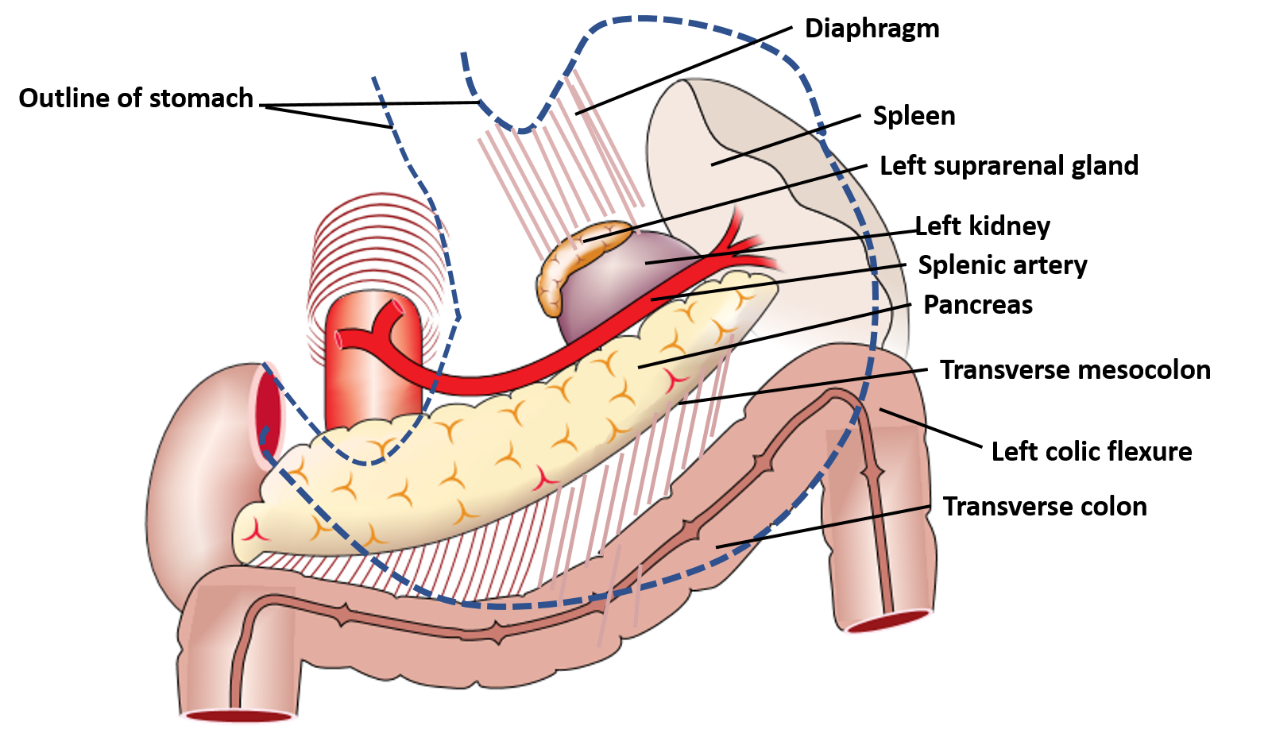 structures forming stomach bed