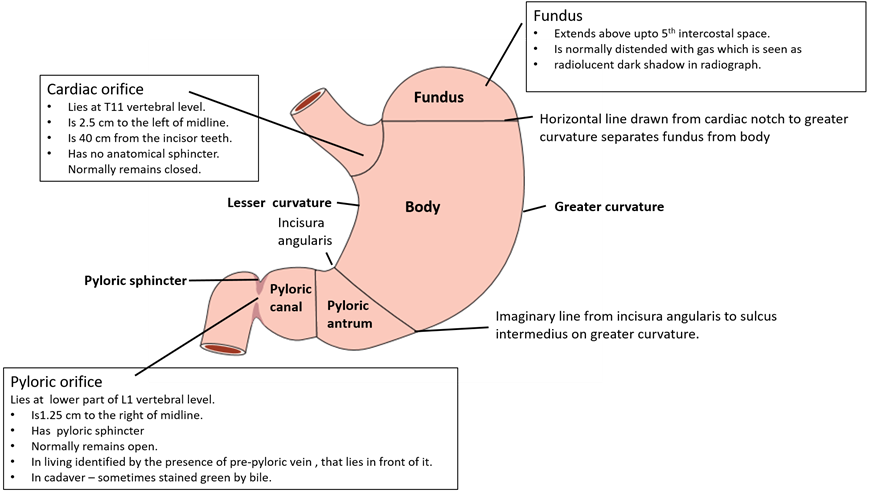 stomach parts and external features