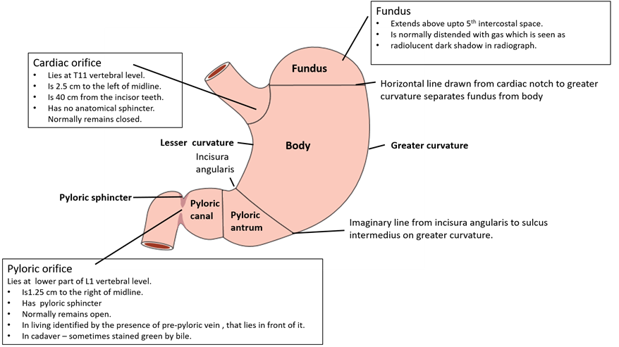 Anatomy of the Stomach Quiz