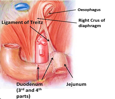 ligament of Trietz
