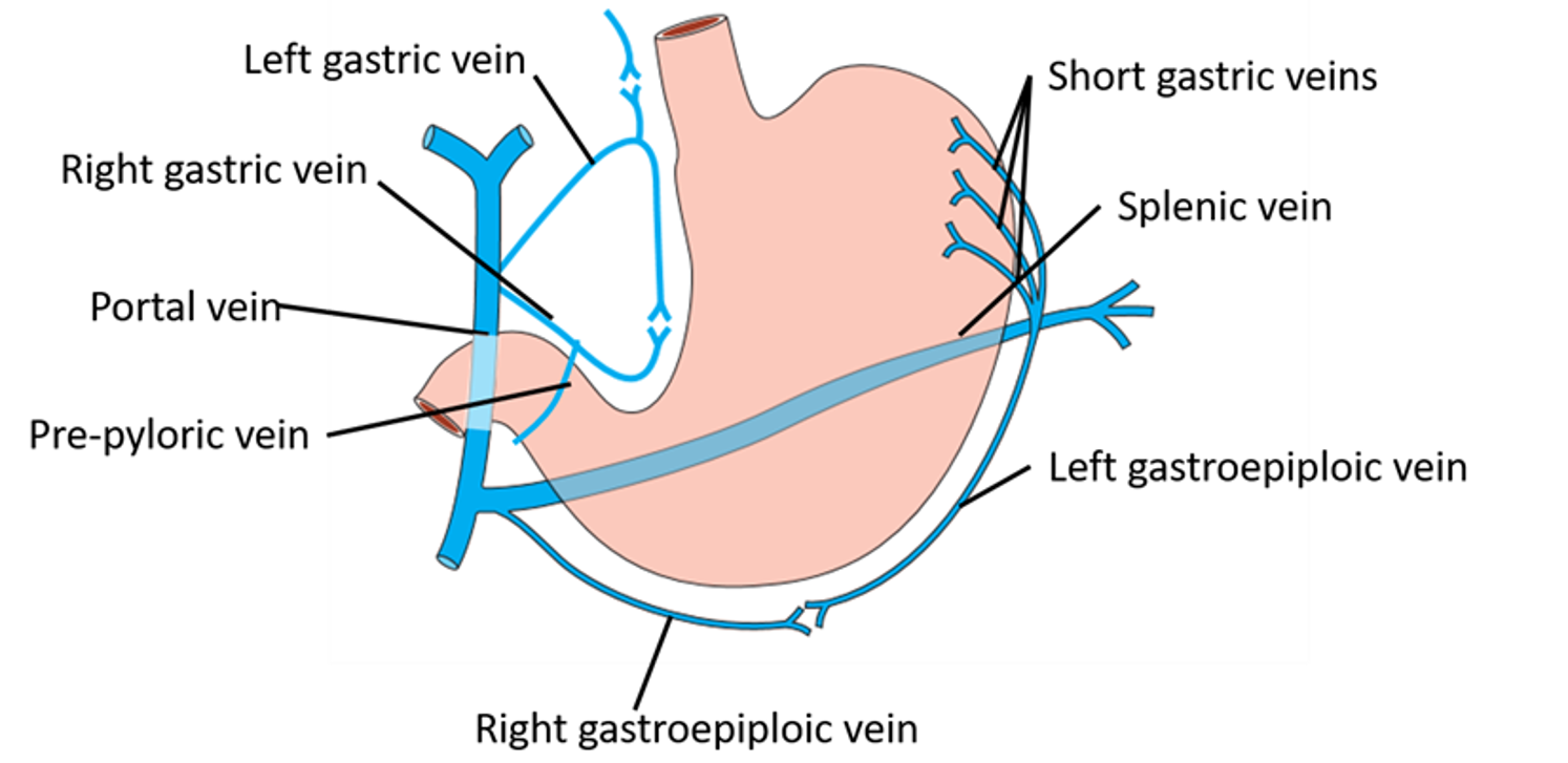 venous drainage of stomach