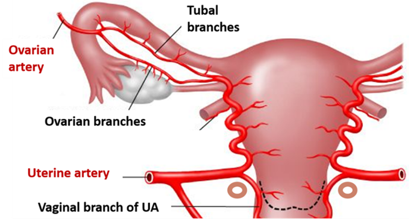 arteries of uterus