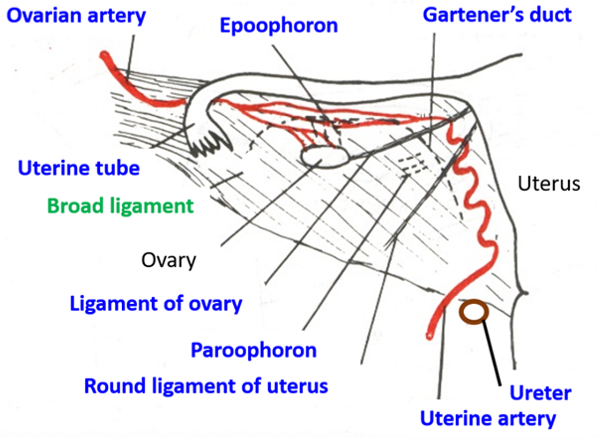 contents of broad ligament