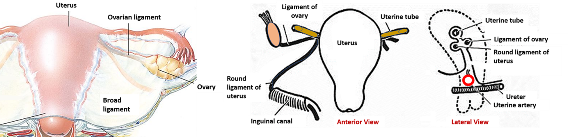 uterus - ligaments