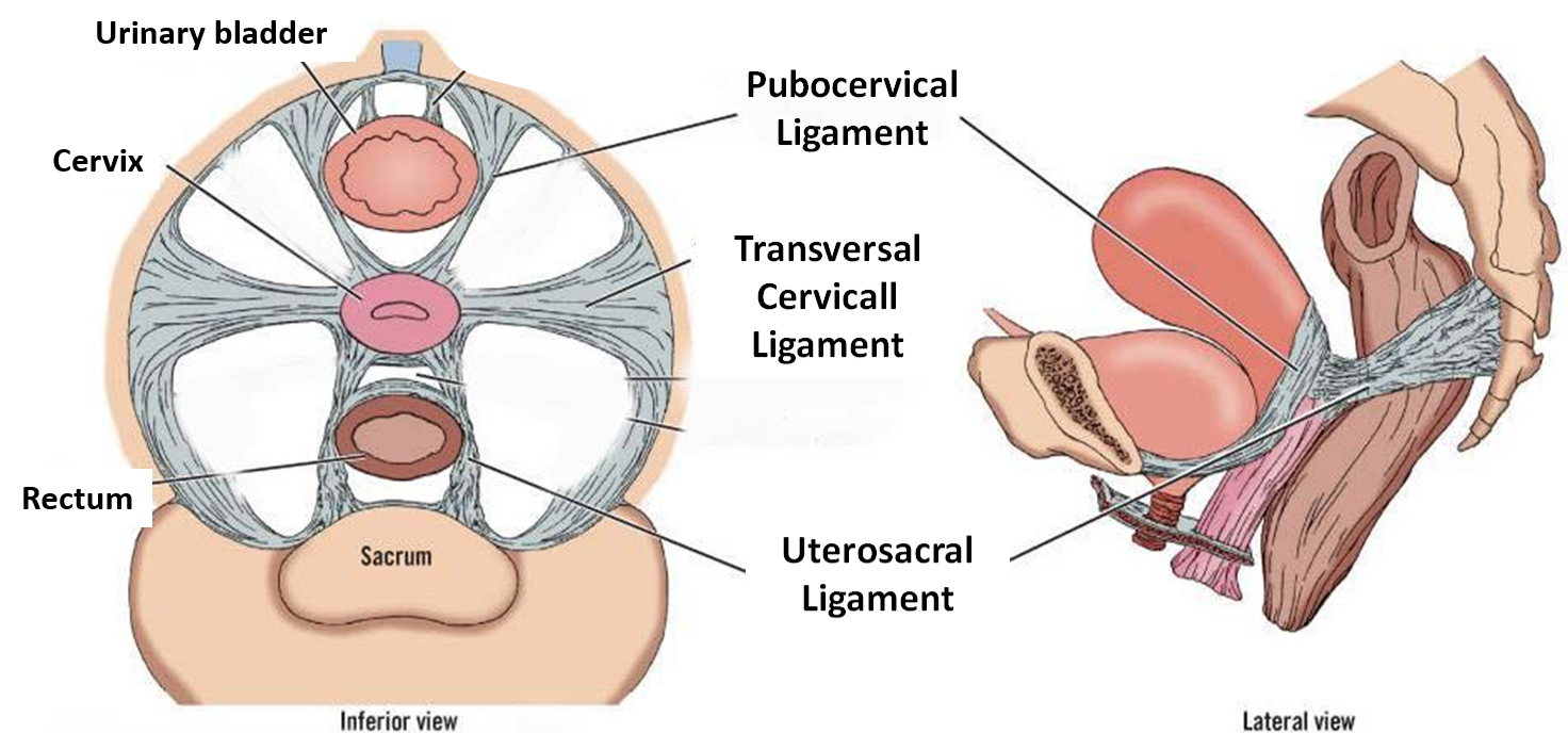 true ligaments of uterus