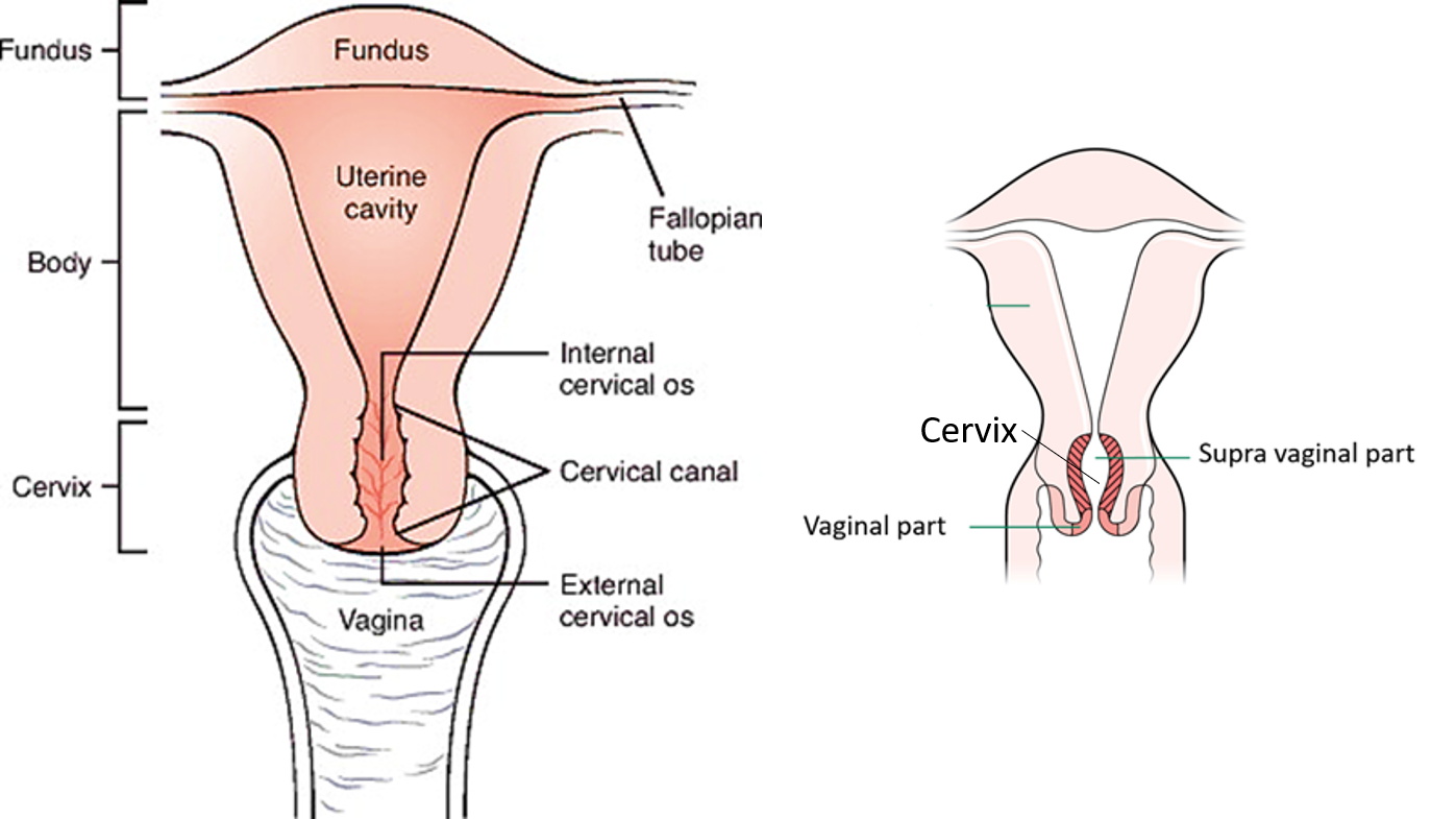 parts of uterus