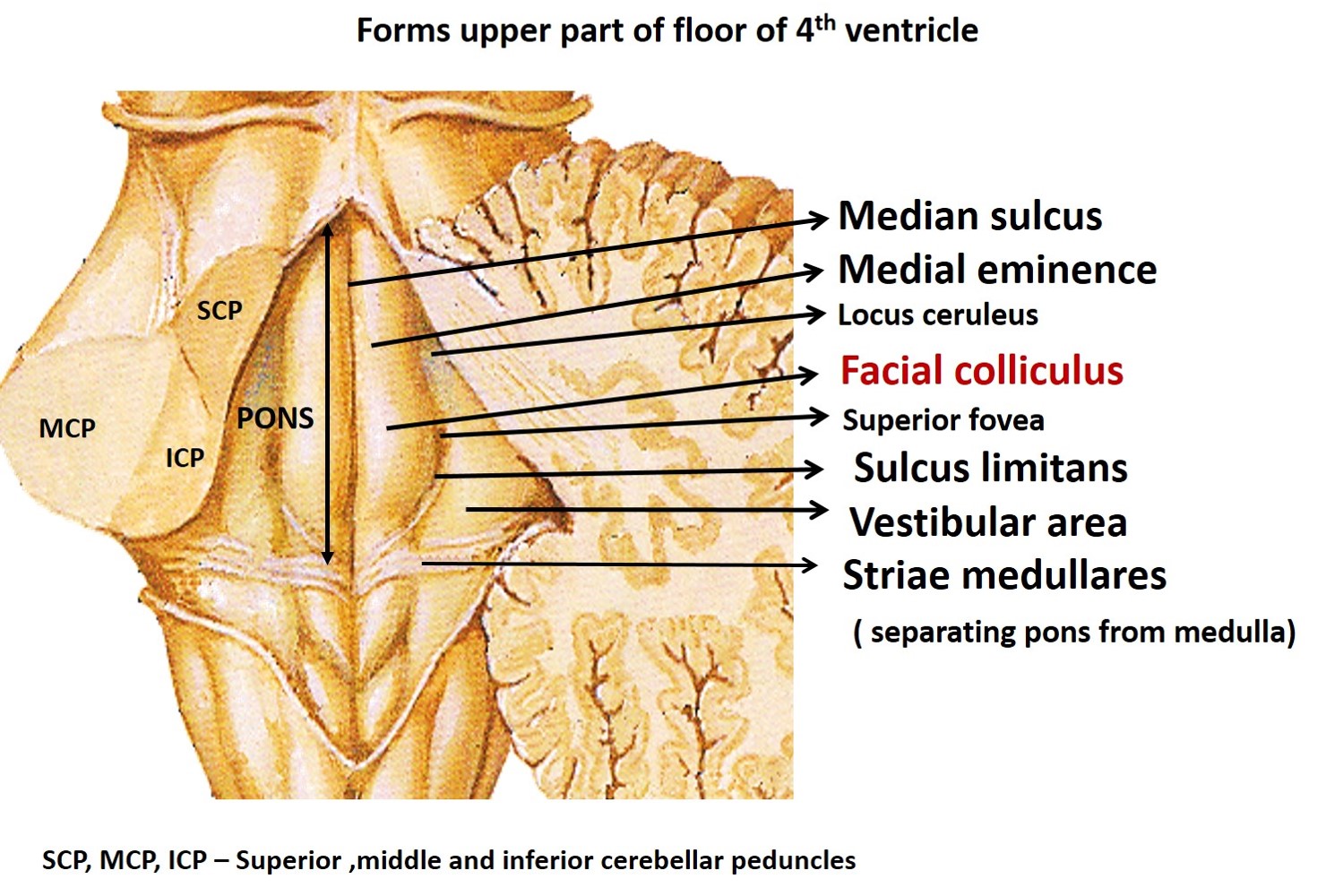 Pons anatomy-dorsal surface of pons