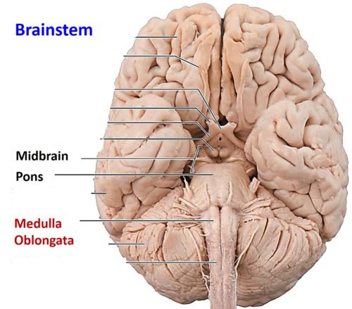 Brainstem parts