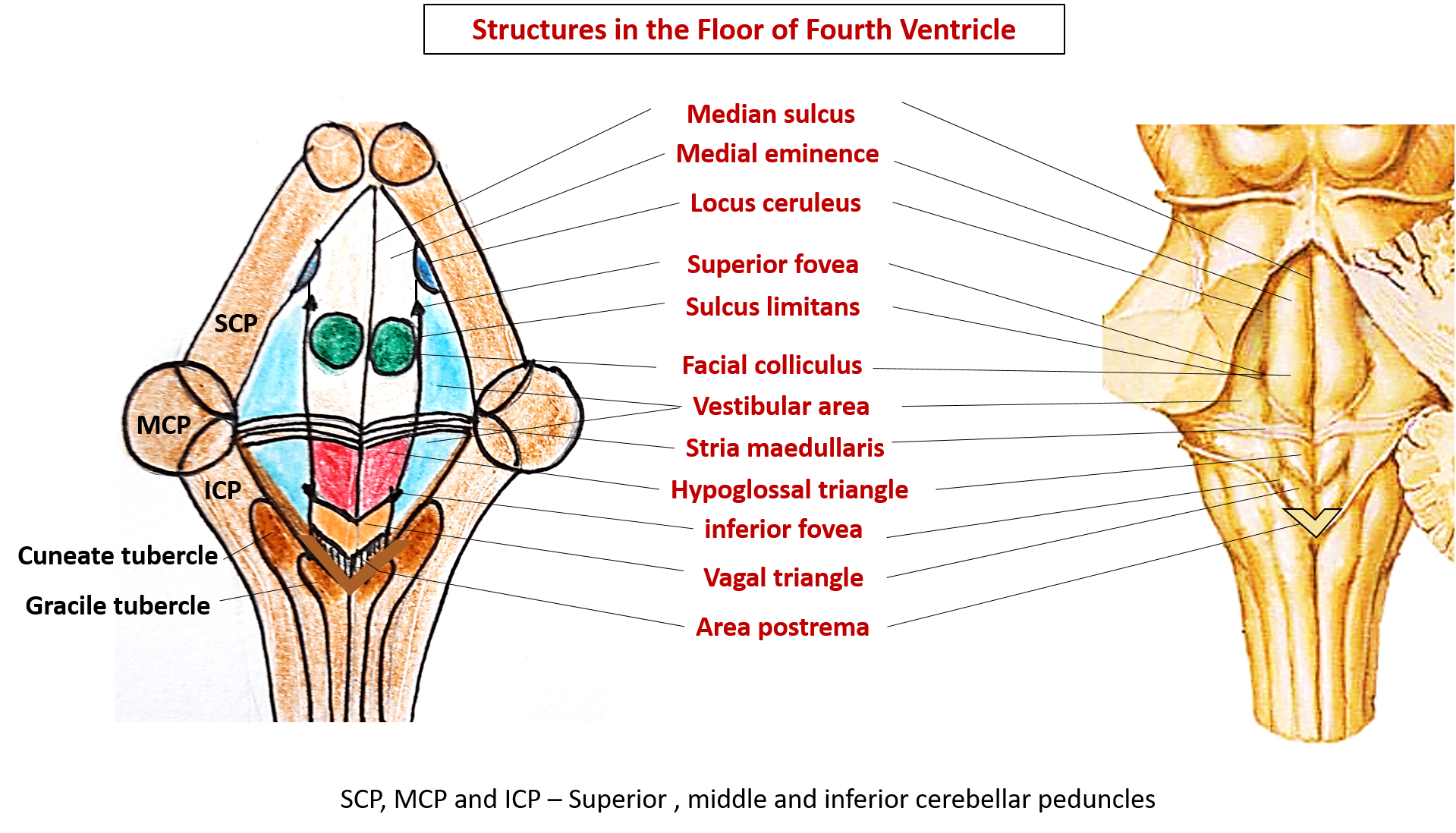 floor of fourth ventricle - rhomboid fossa