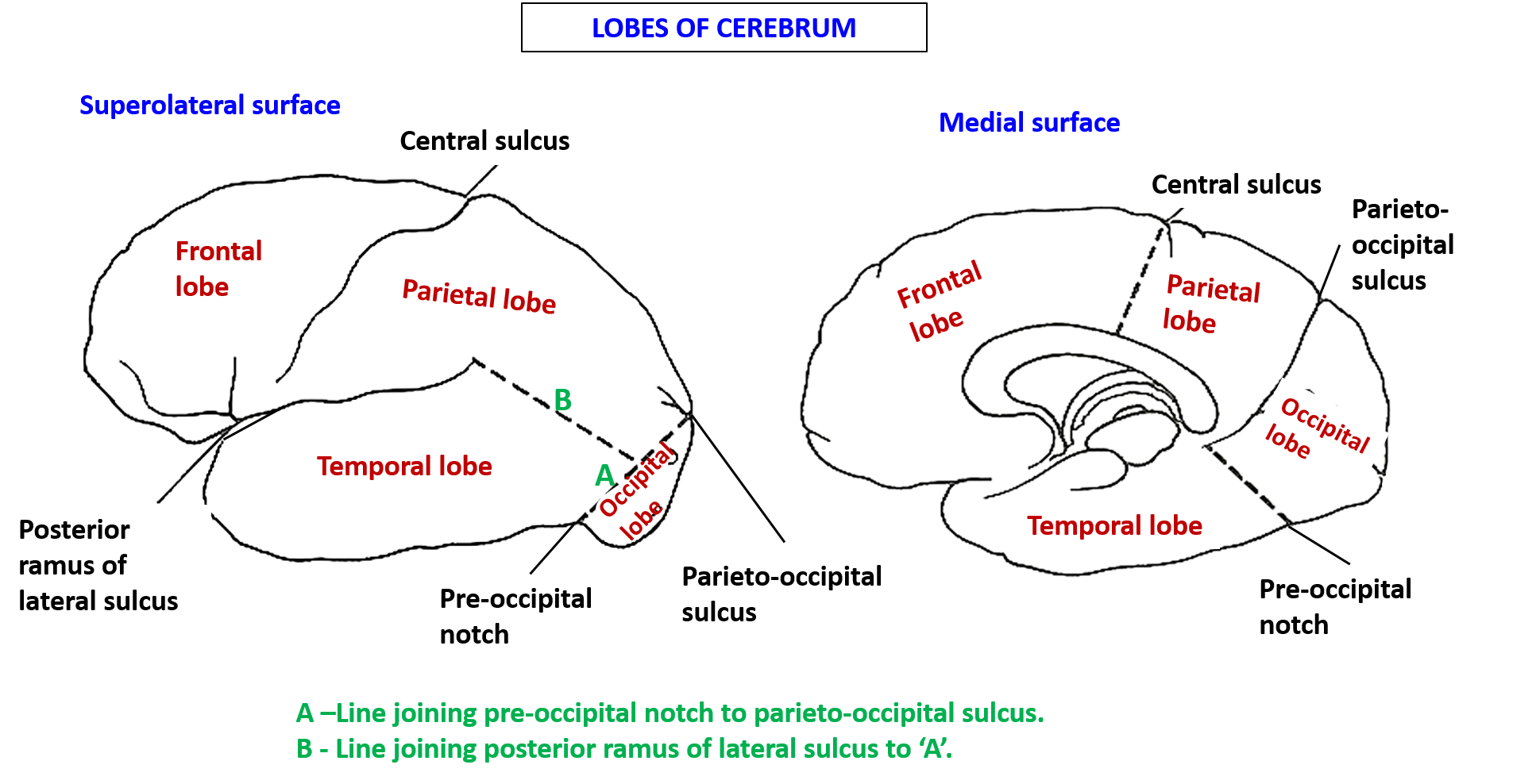 lobes of cerebrum