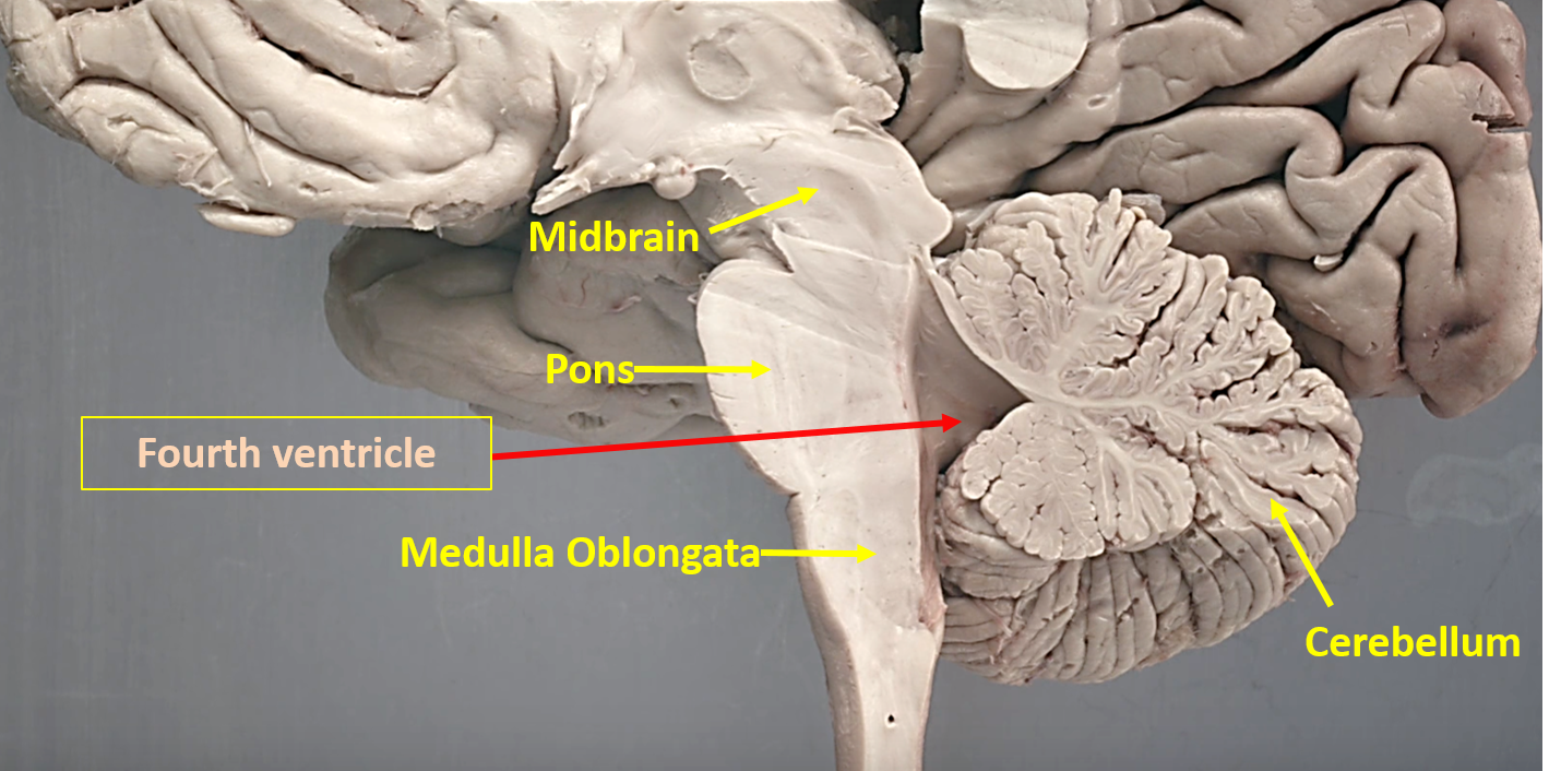 Fourth ventricle - location
