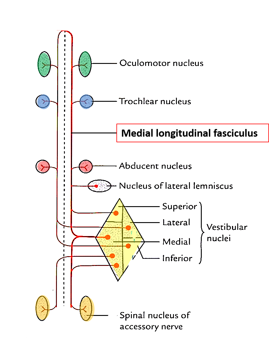 Midbrain anatomy- medial longitudinal fasciculus