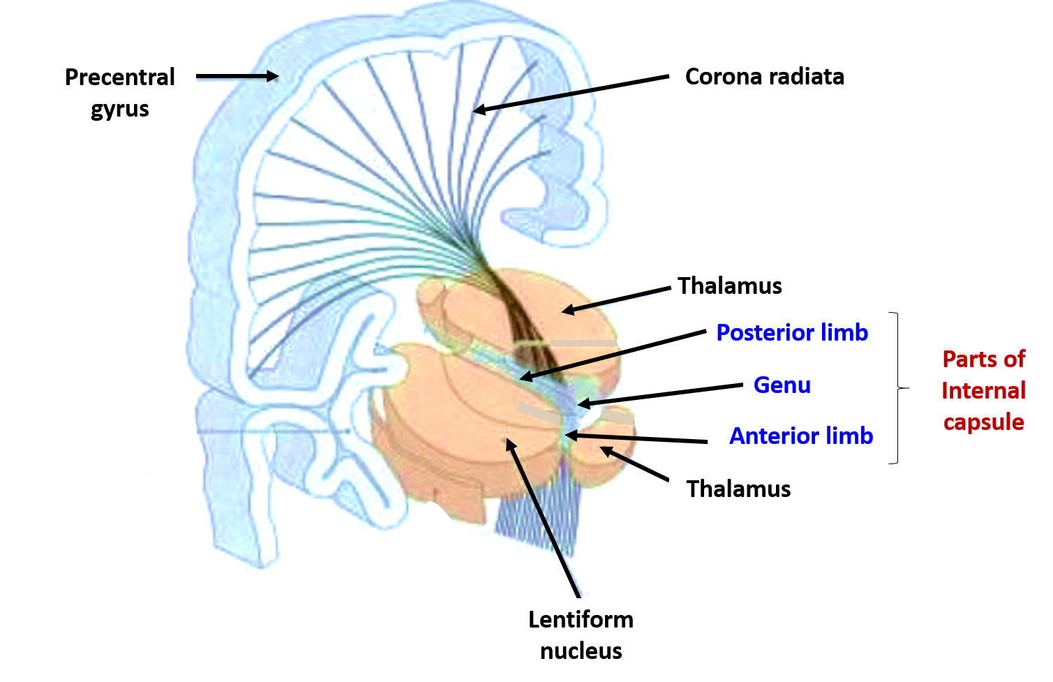 Internal Capsule -Neuroanatomy - Anatomy QA