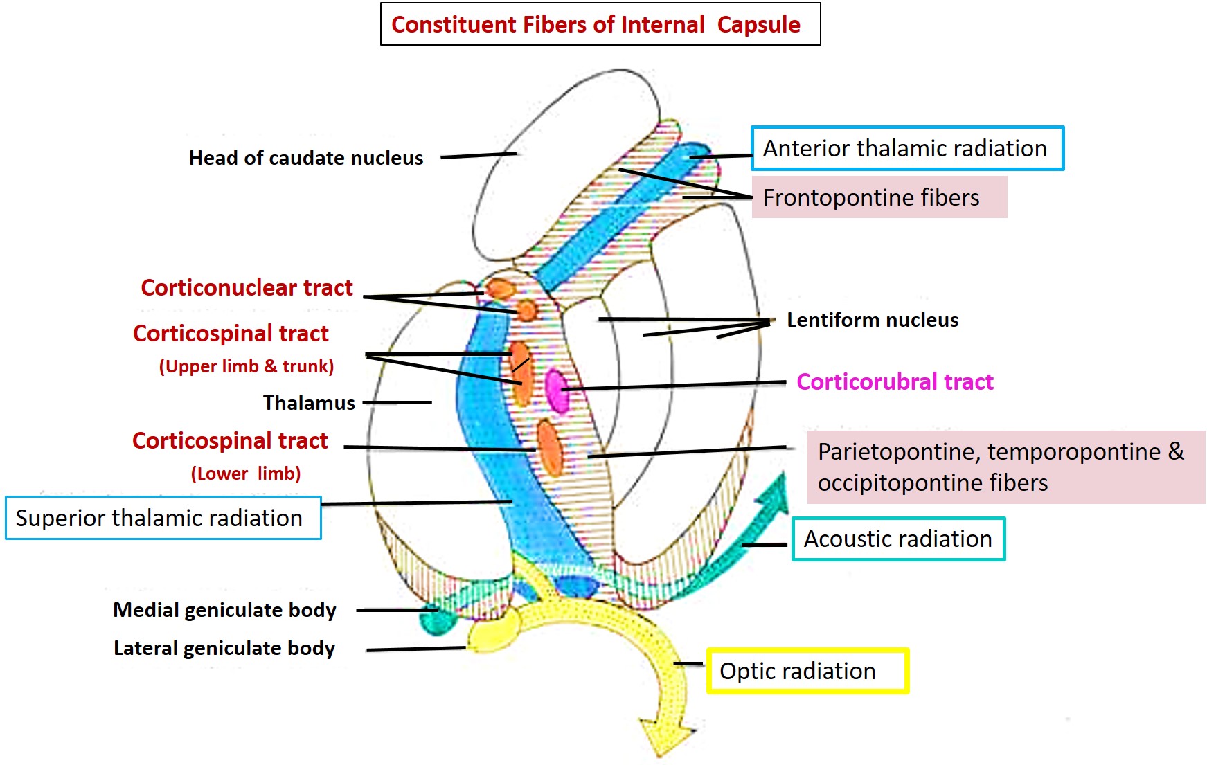 Ascending and descending fibers in internal capsule