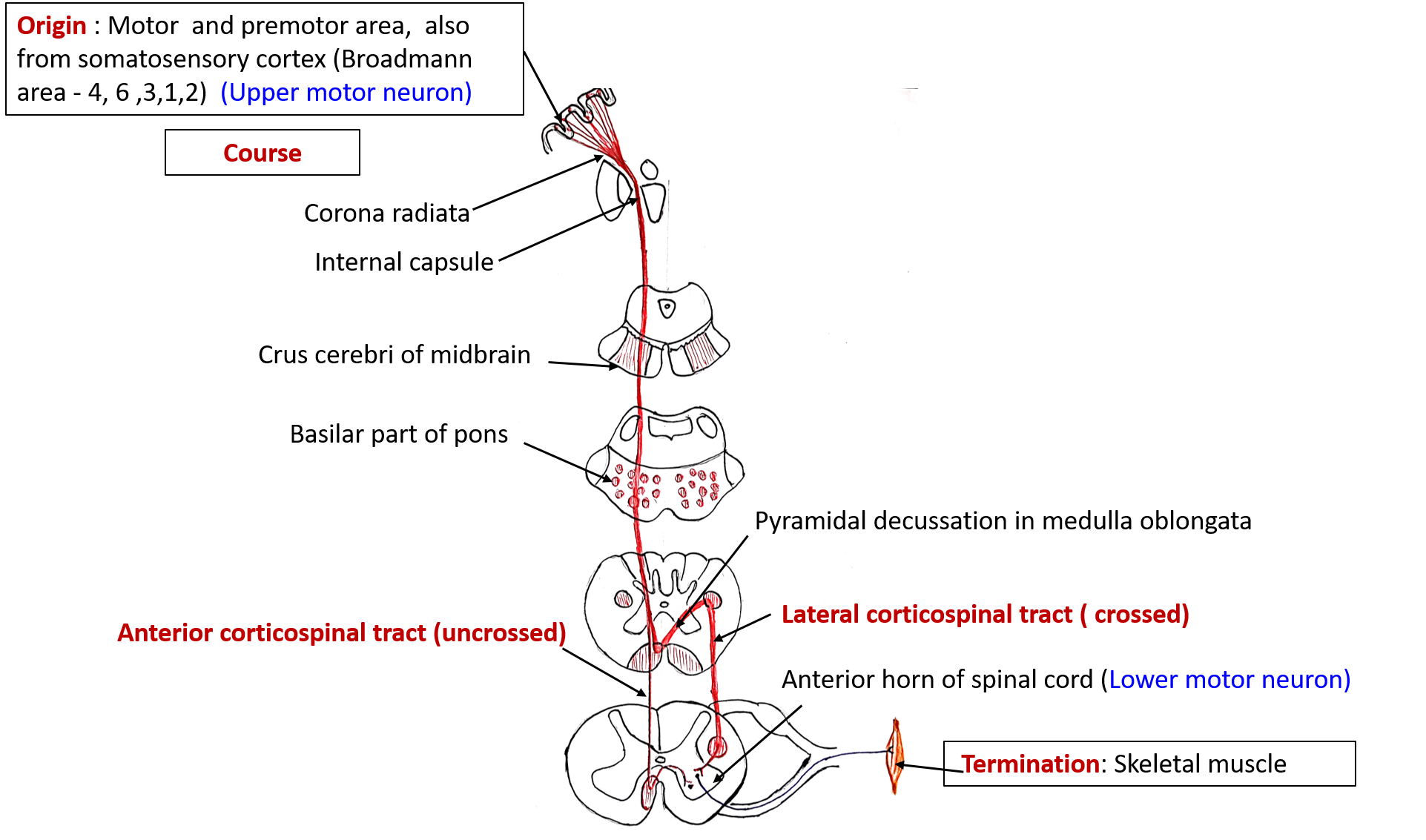 Descending tract - Corticospinal tracts