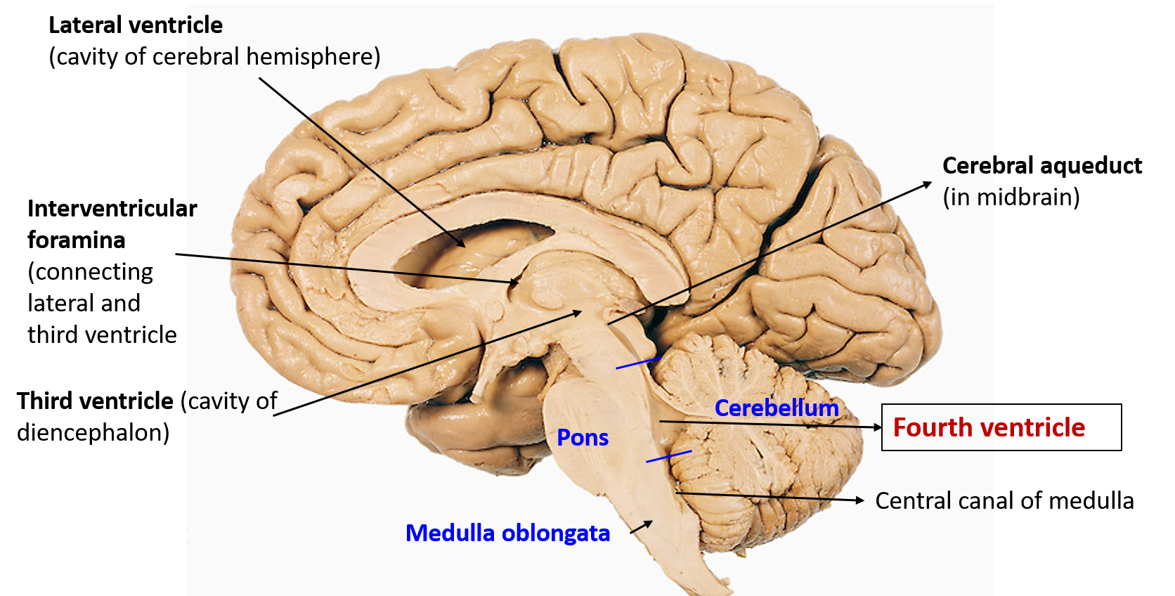 Fourth Ventricle Anatomy Pin On Journey Firmament Culture Fourth Ventricle Anatomy Pin On Journey Firmament Culture