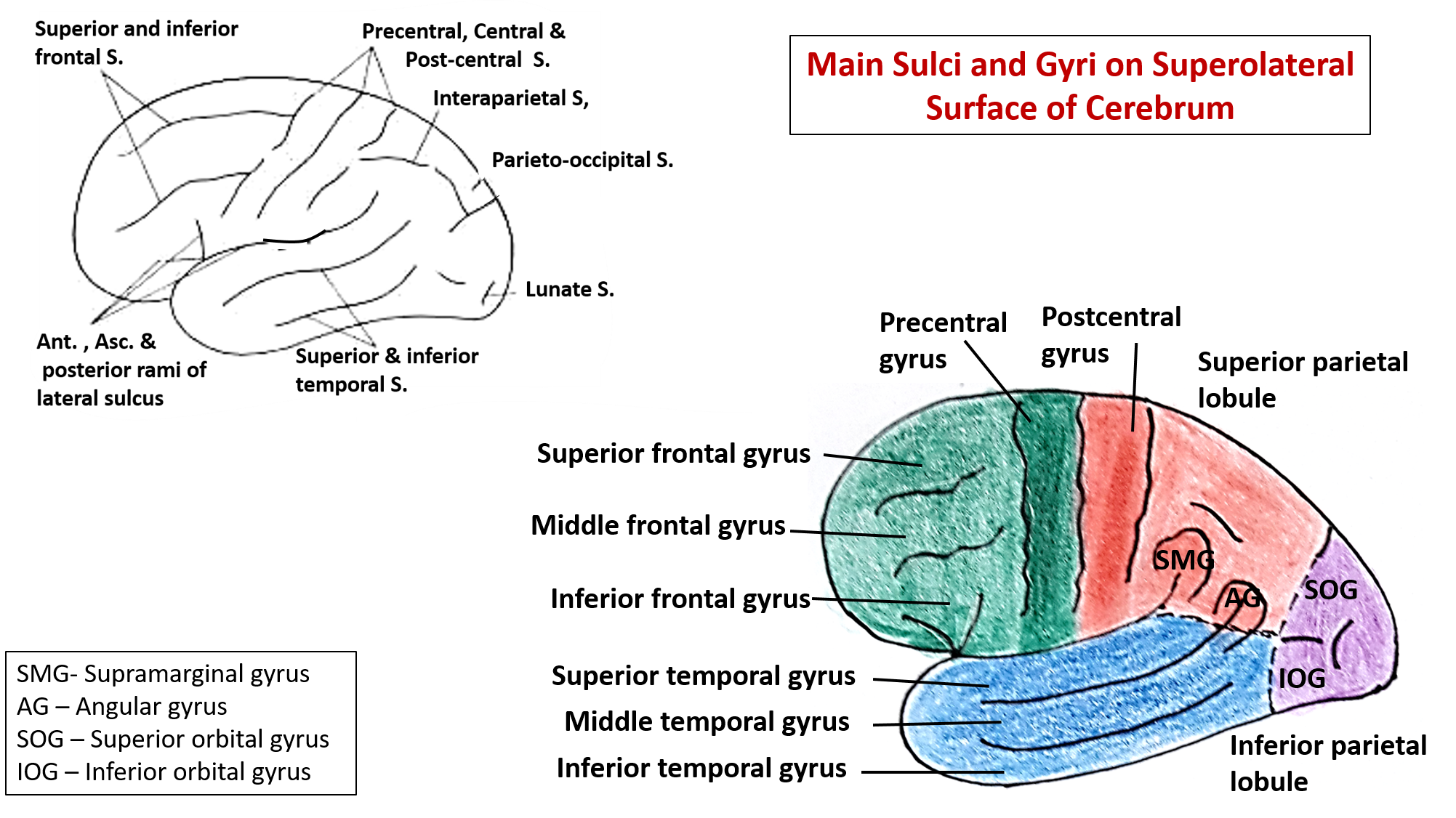 Main sulci and gyri of cerebral hemisphere