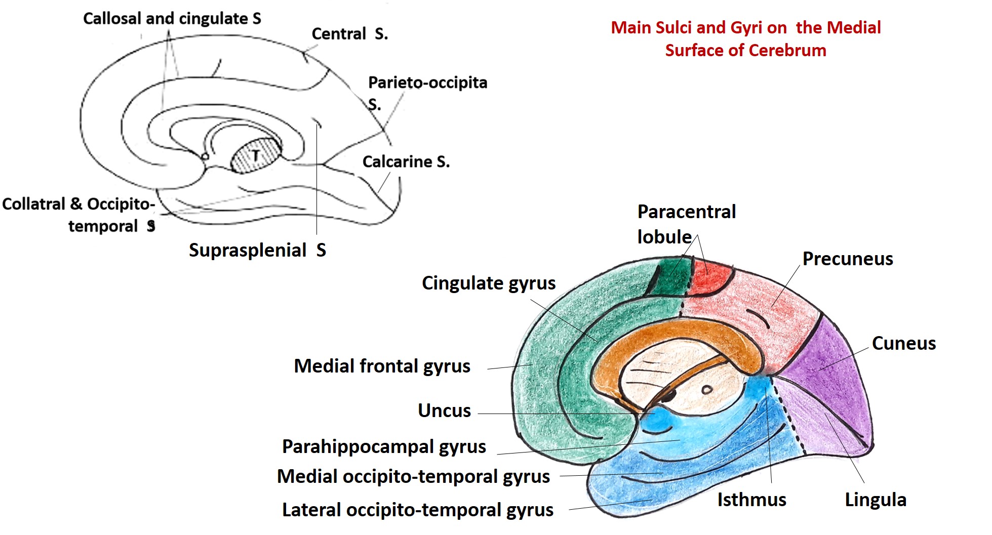 main sulci and gyri of cerebral hemisphere