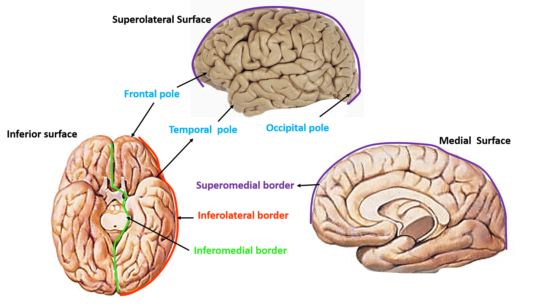 Cerebral hemisphere - poles, border and surfaces